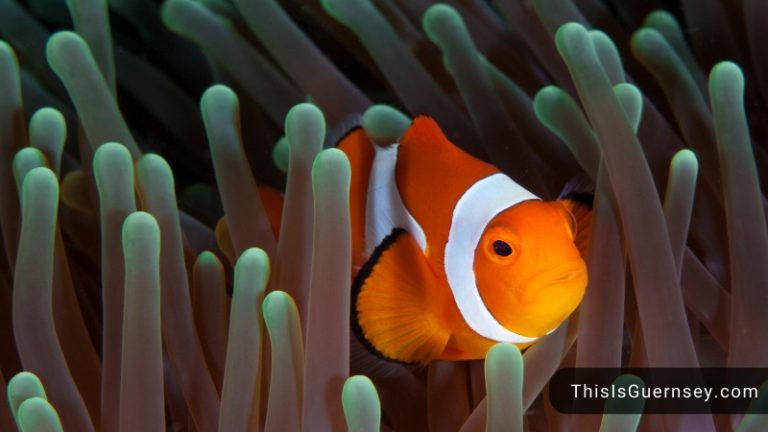 Picasso Clownfish Breeding Care Appearance Lifespan