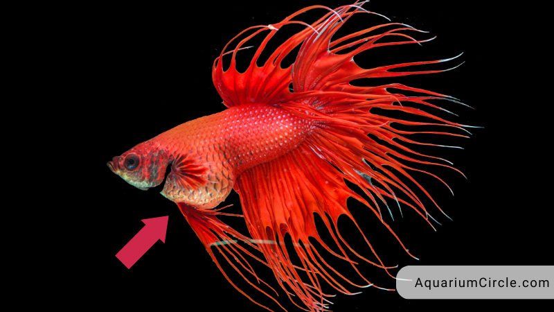 Daphnia For Betta Fish A Delicious And Nutritious Treat For Your Bettas