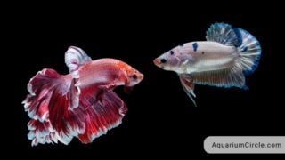 Can Male And Female Betta Fish Live Together AquariumCircle