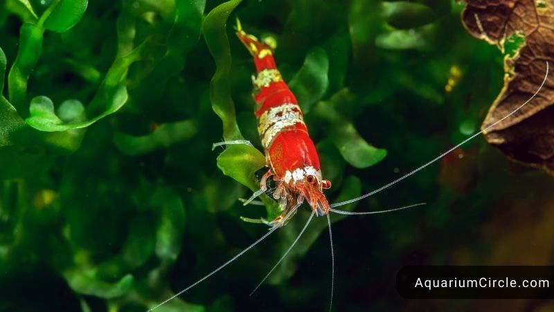 Crystal Red Shrimp Care Guide New Pet Unlock