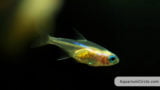 Neon Tetra Lifespan How Long Do Neon Tetras Live Tips To Extend