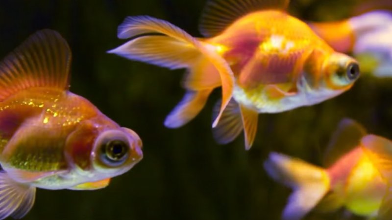 Do goldfish have teeth
