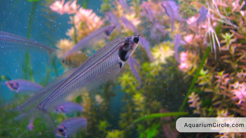 breeding glass catfish in the aquarium