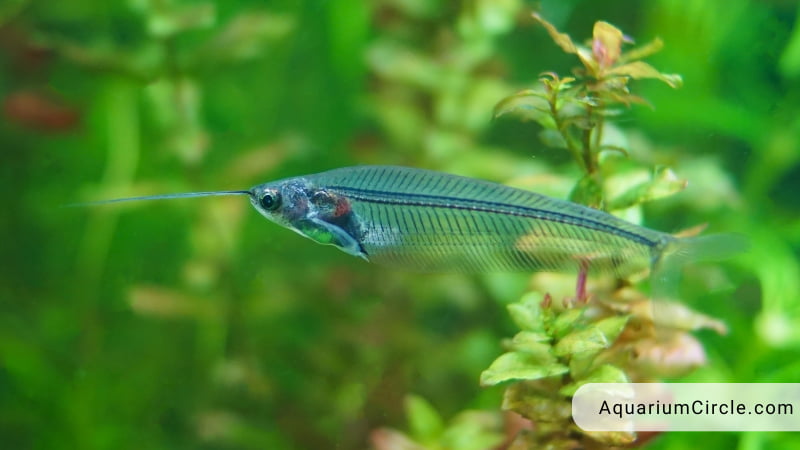 glass catfish physical characteristics