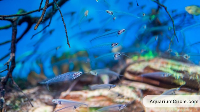 glass catfish tank setup