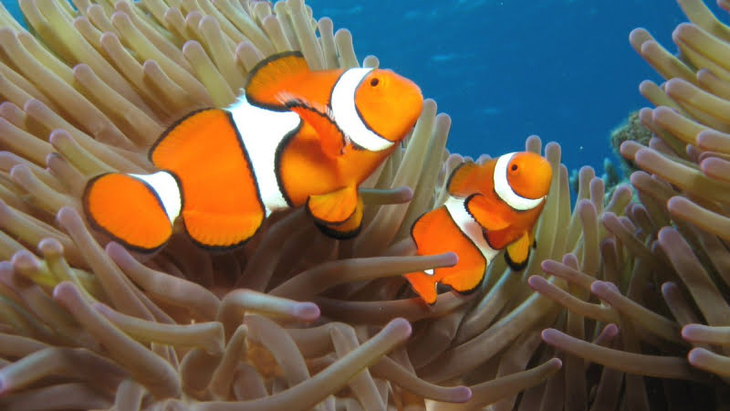 can-a-female-clownfish-turn-into-a-male-amazing-truth