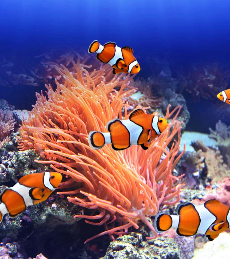 average-lifespan-of-a-clownfish-how-to-increase-it