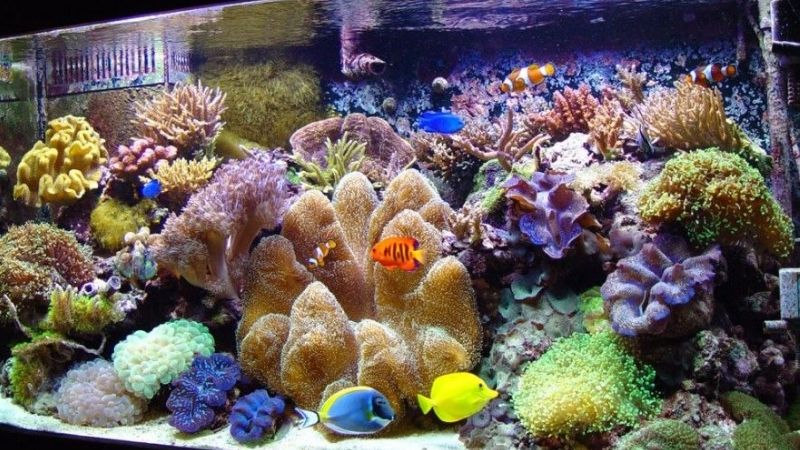 How Long Do Clownfish Live ? - 4 Common Diseases Of Them