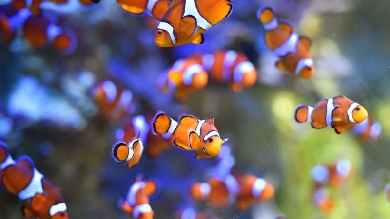 frozen food for clownfish