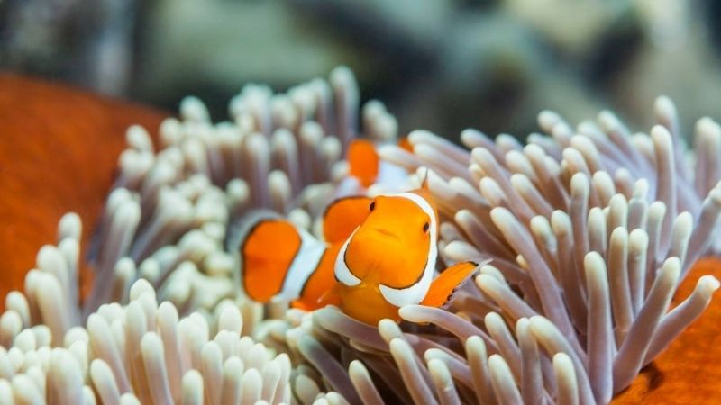 best flake food for clownfish