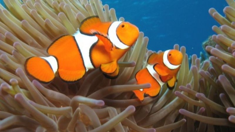 Clownfish Fighting