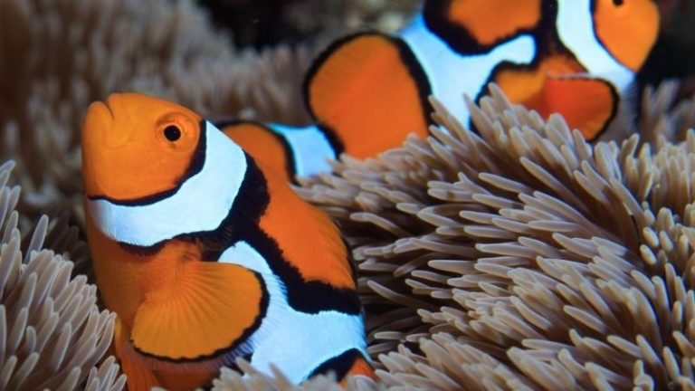 School Of Clownfish