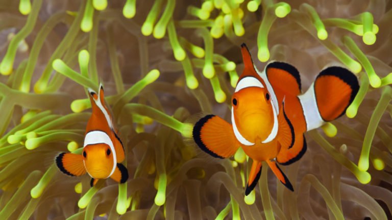 Aggressive Clownfish: 6 Things You Should Do To Deal With