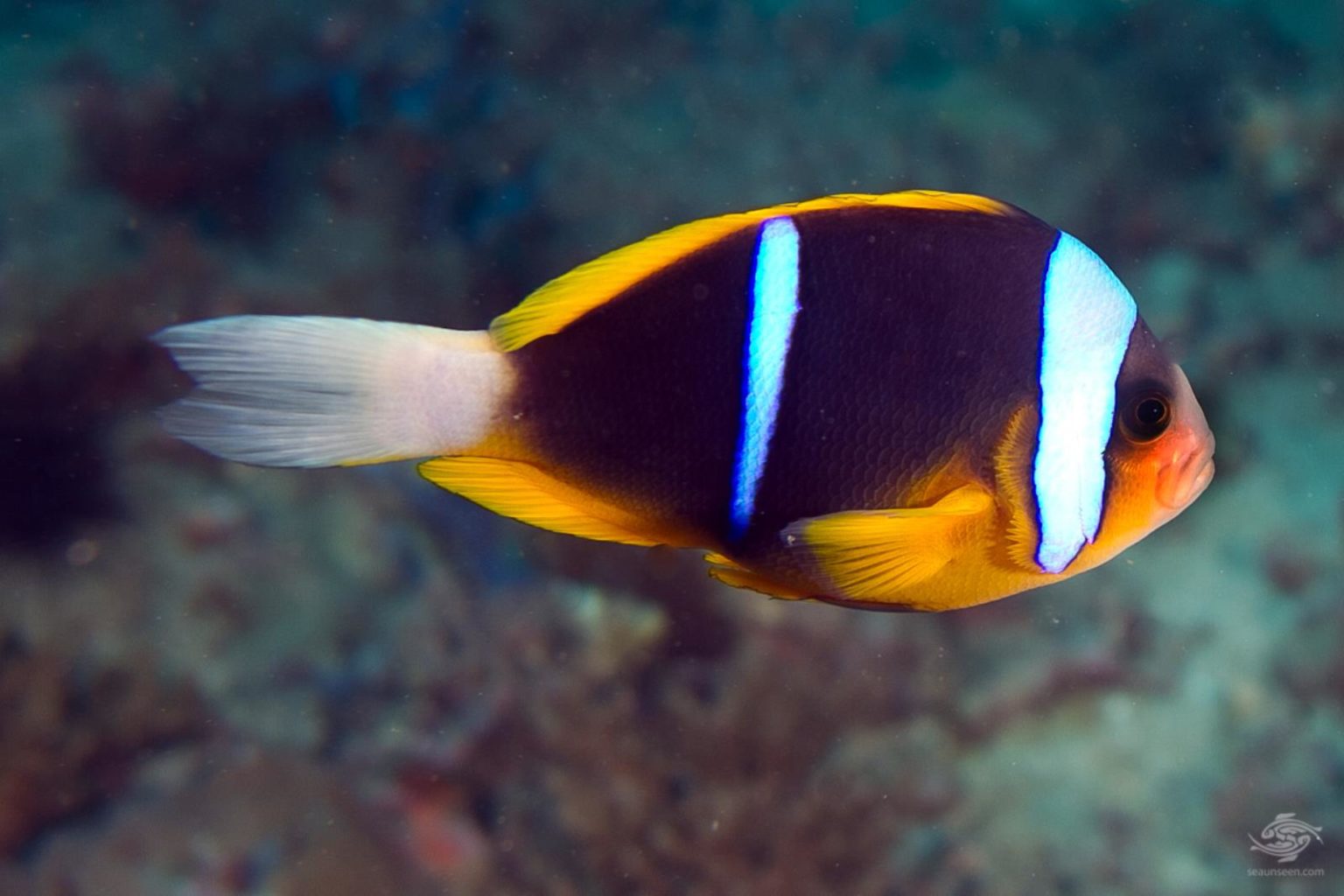 Blue Stripe Clownfish: 6 Amazing Secrets