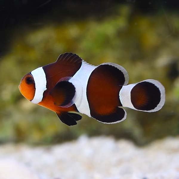 6 Important Facts About Brown Clownfish You Should Know