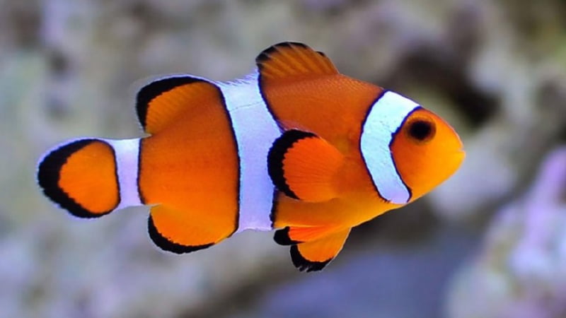 can-clownfish-live-in-cold-water-3-wonderful-facts