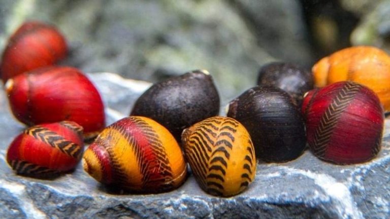 Can Nerite Snails Live Out Of Water