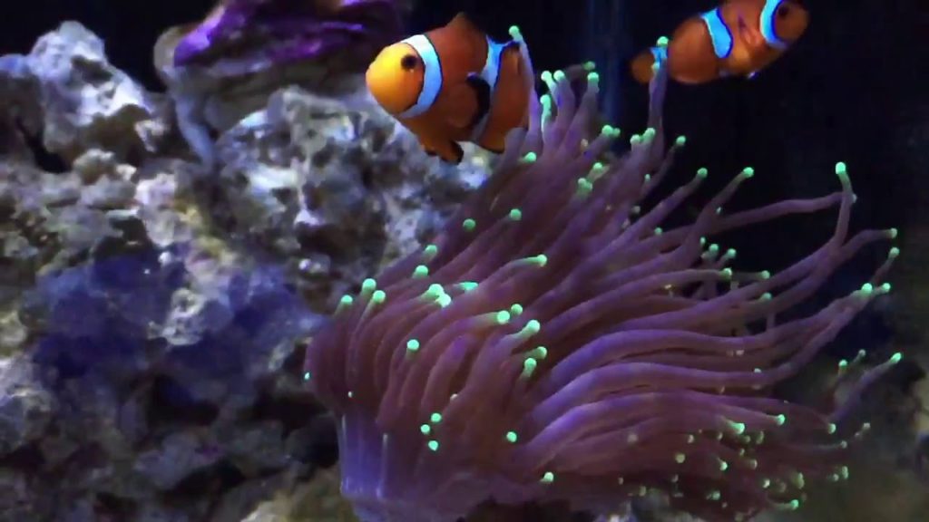 Top 3 Interesting Things About Torch Coral And Clownfish