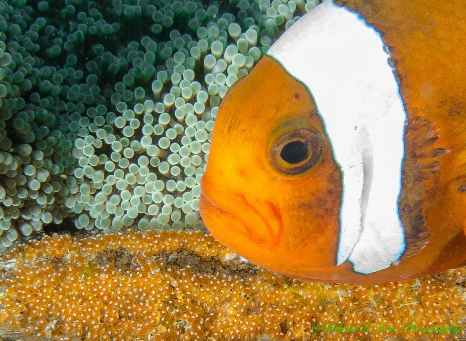 Do Clownfish Eat Their Babies And Eggs? (Amazing Fact)