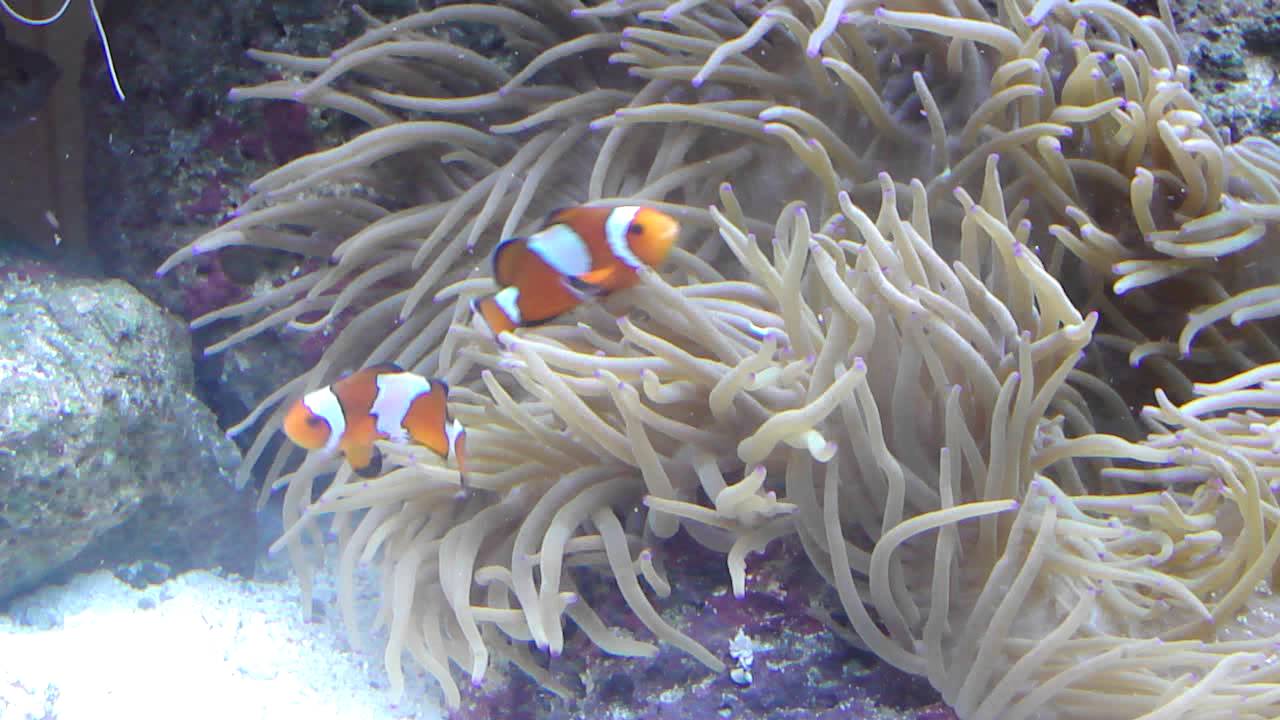 Understanding Clownfish Behavior