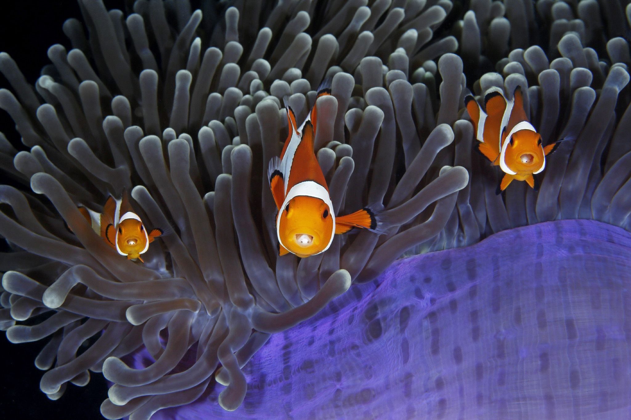 What Causes Are Clownfish Fighting Don t Worry Too Much