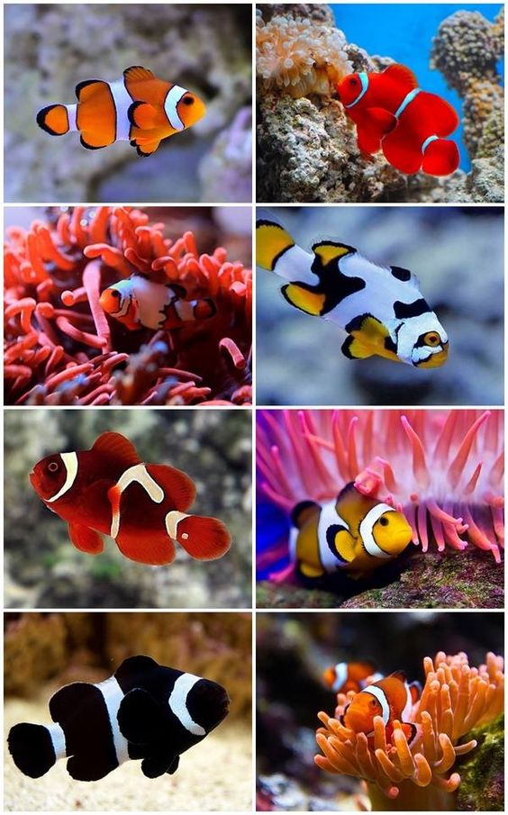 Clownfish are multe specii