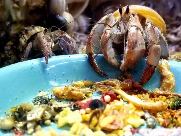 do-hermit-crabs-eat-coral-the-best-diet-for-hermit-crabs