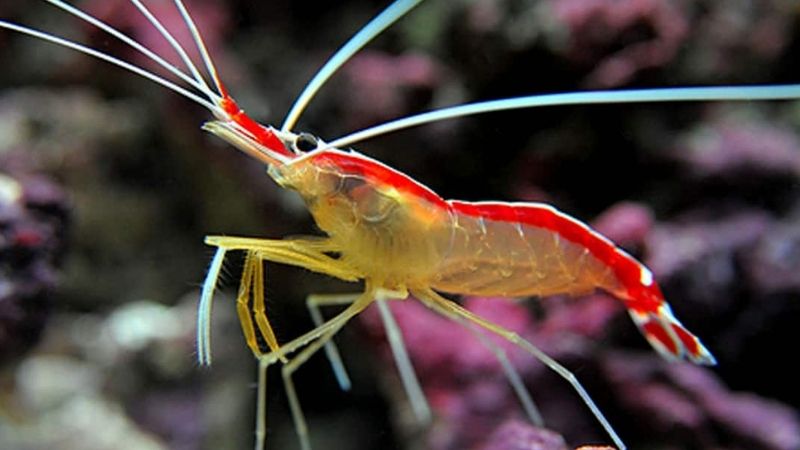 how long do cleaner shrimp live