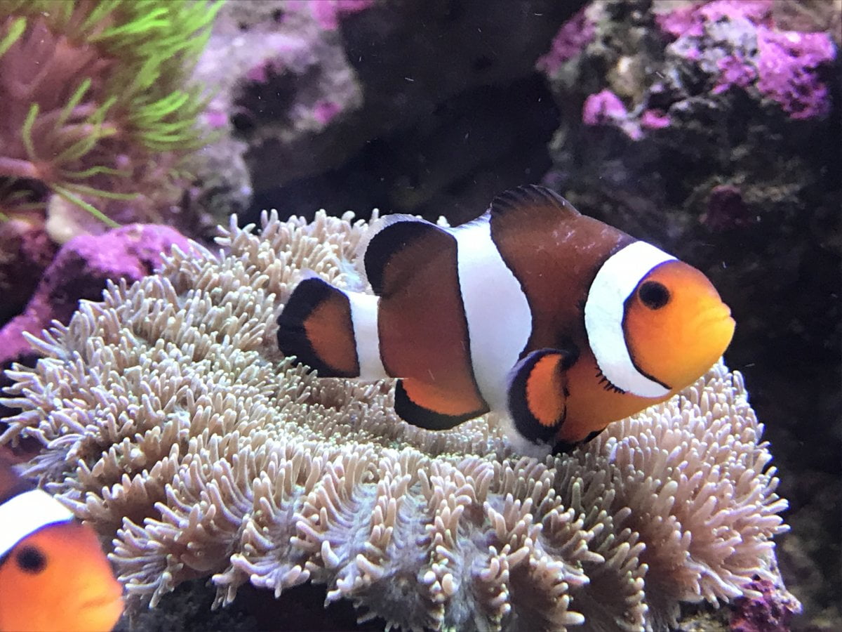 7 Process To Give Freshwater Dip Clownfish And Top 3 Tips