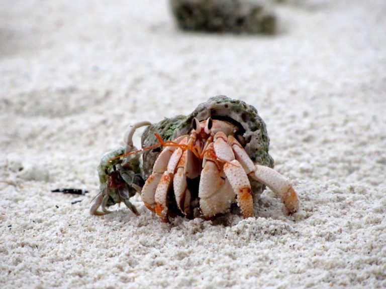 do-hermit-crabs-have-gills-knowing-how-hermit-crabs-breathe-hometanks