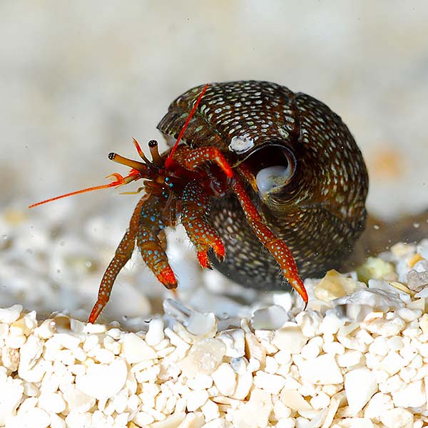 Can Hermit Crabs Live Out Of Water Impressive Answers 