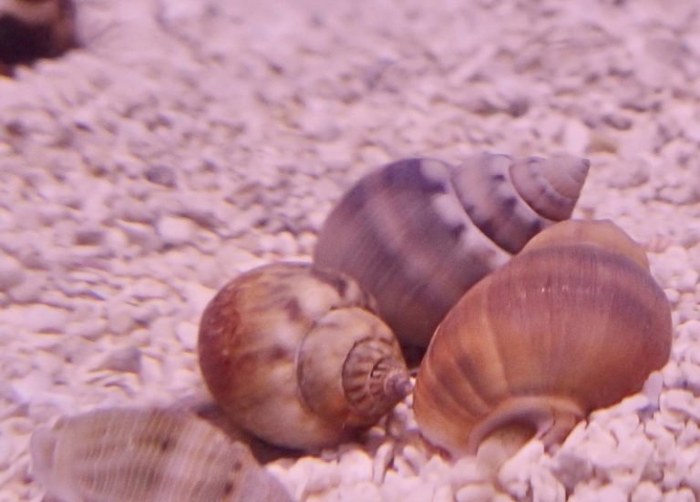 Will Nassarius Snail Eat Fish? - The Ultimate Feeding Guide