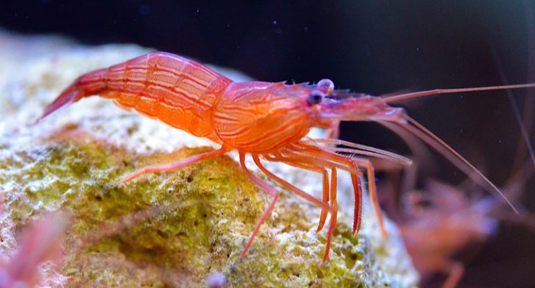 peppermint shrimp for sale