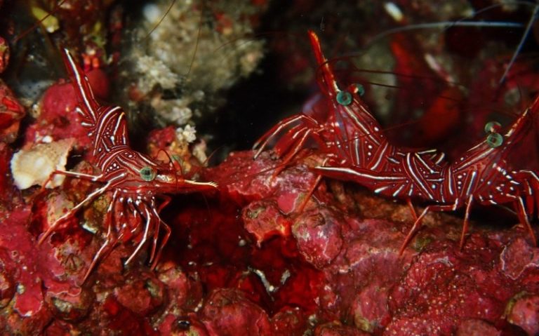 peppermint shrimp larvae
