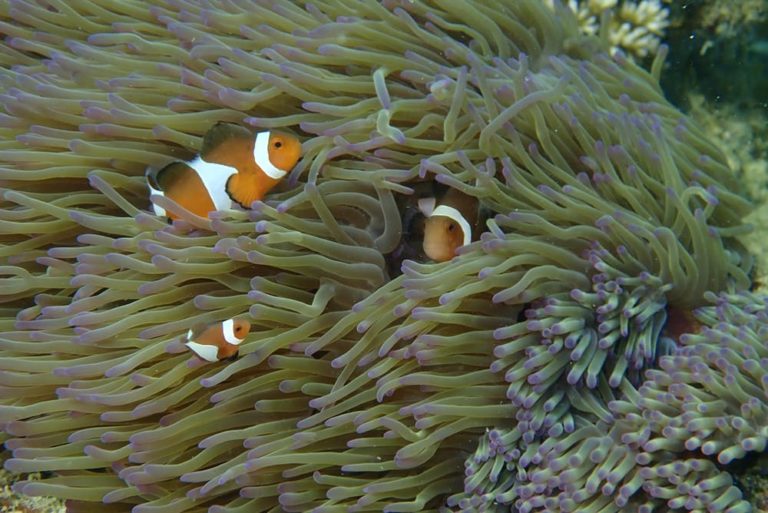 3 Interesting Facts About How Clownfish Laying Eggs
