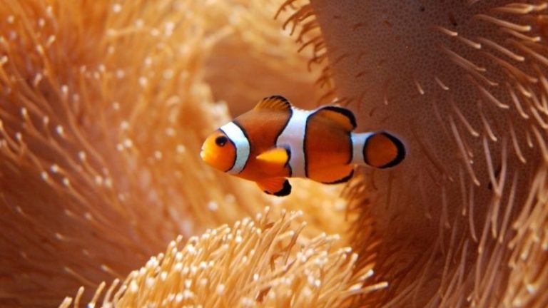 Pregnant Clownfish