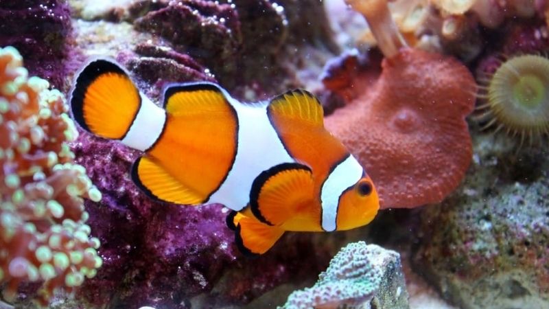 Pregnant Clownfish