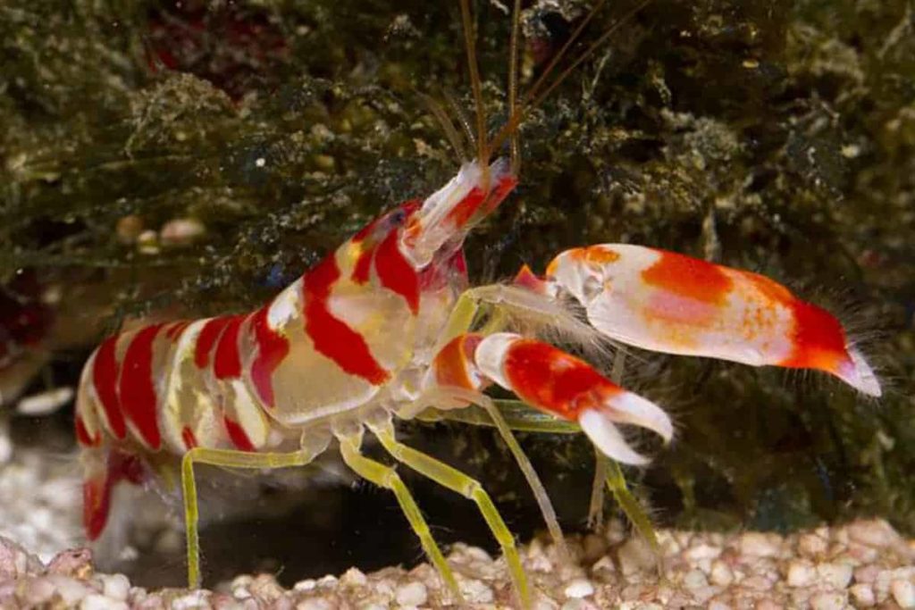 are-pistol-shrimp-reef-safe-top-3-exciting-truths-about-pistol-shrimp