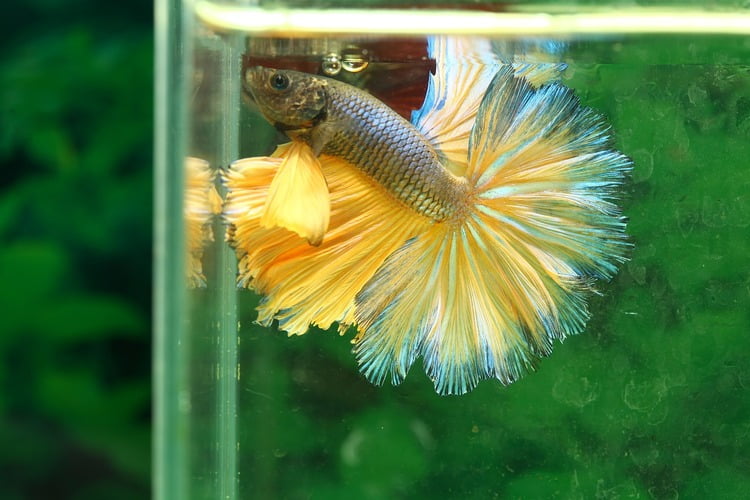 Betta Fish Spitting Out Food: 6 Crucial Reasons To Discover!