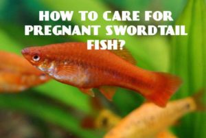 Pregnant Swordtail Fish: 3 Interesting Facts You Should Know