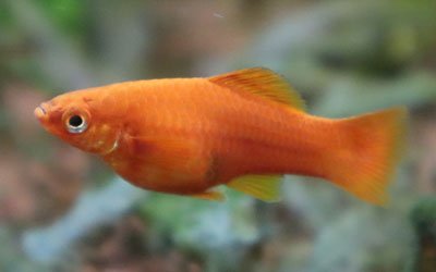 Pregnant Swordtail Fish: 3 Interesting Facts You Should Know