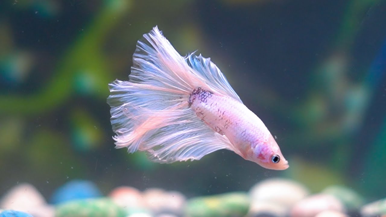 do-betta-fish-change-color-4-most-common-reasons