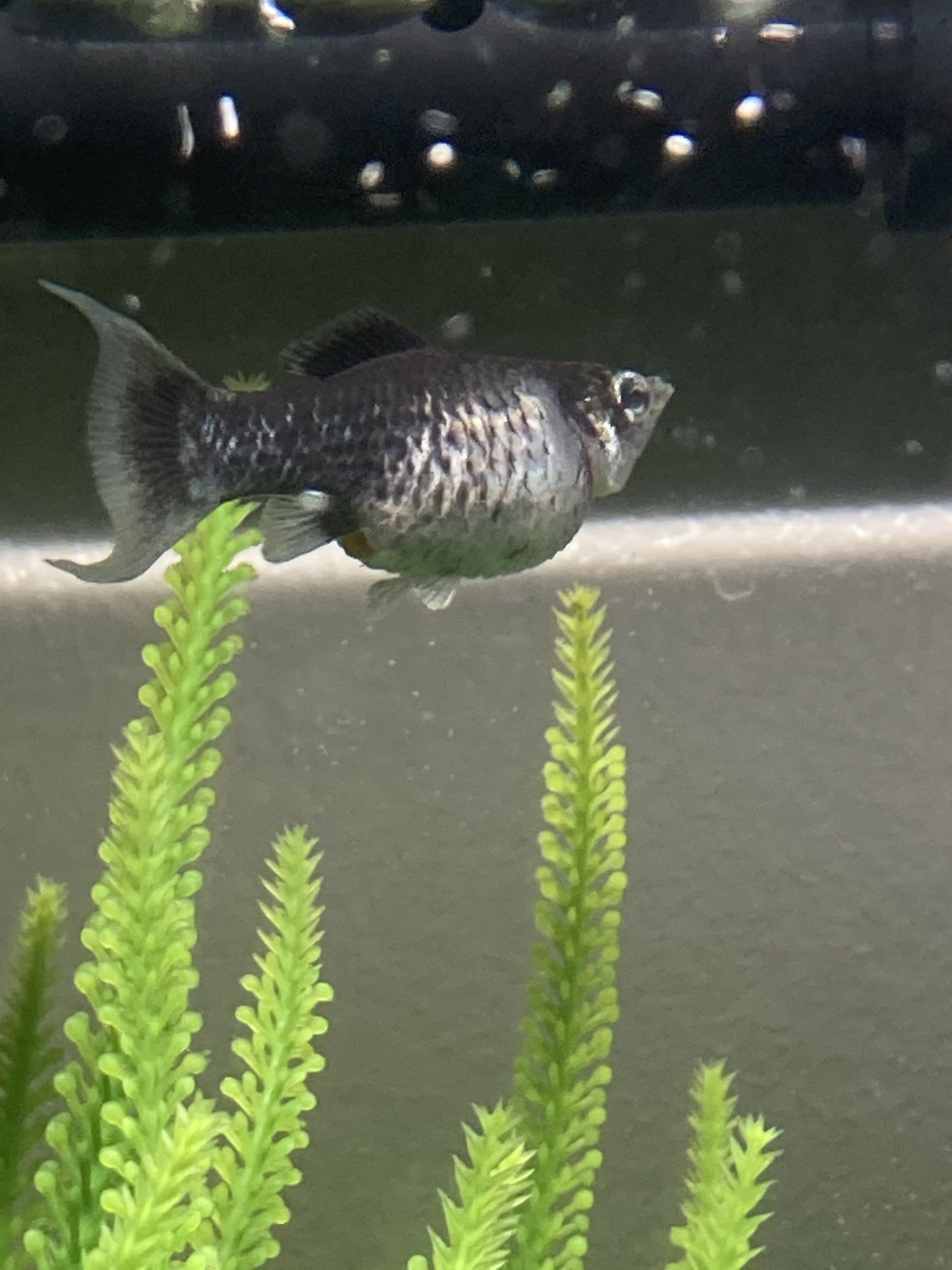 10 Molly Fish Diseases (with Pictures) & How To Prevent It