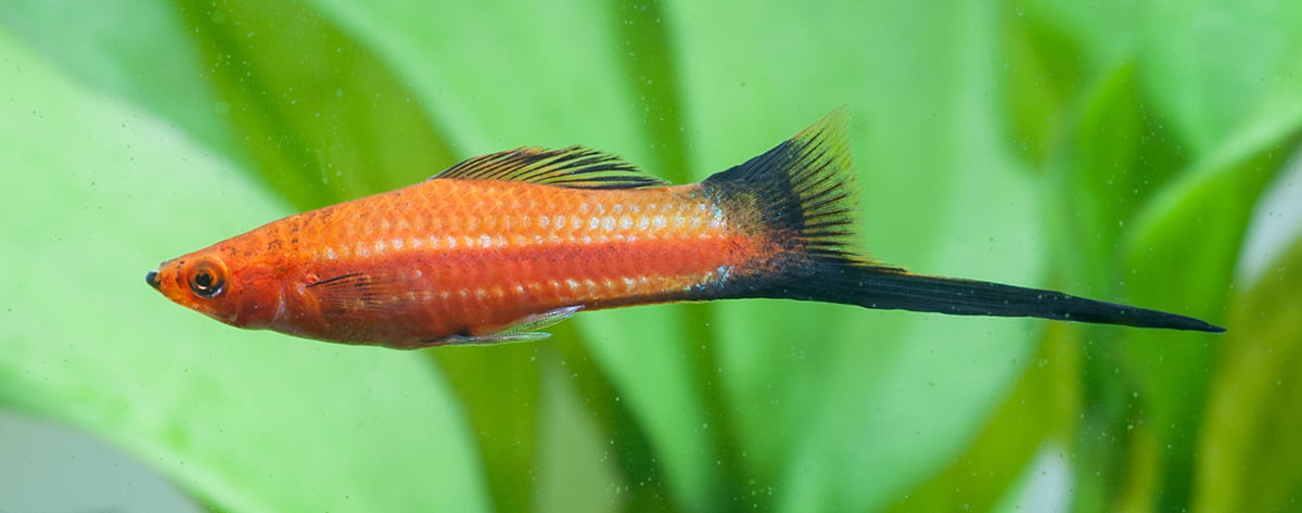 Top 10 Common Swordtail Fish Types: Amazing Facts