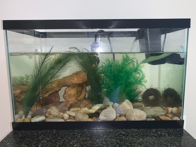 standard fish tank