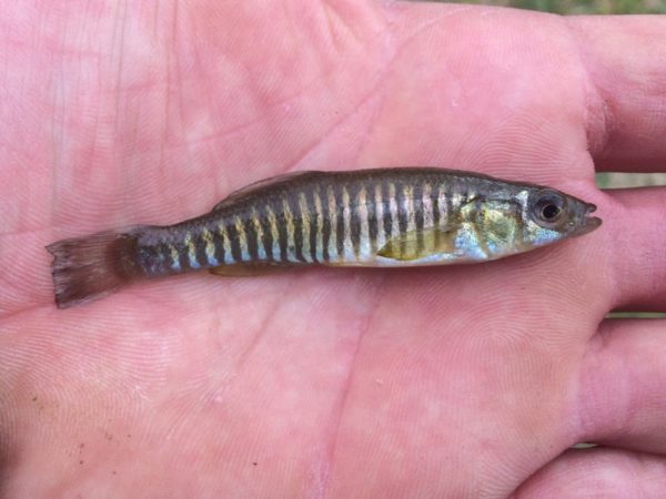 Eastern Banded Killifish Endangered! - Save the fish