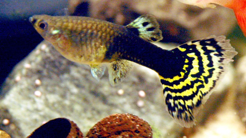 black and yellow guppy