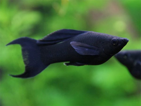 Black Molly Fish Male And Female: Important Notices