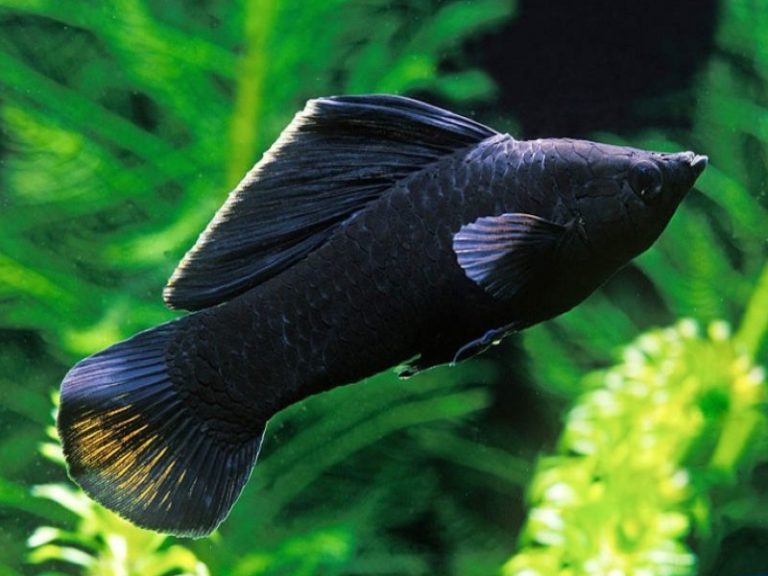 Balloon Molly Fish Price And 15 Common Types Of Mollies