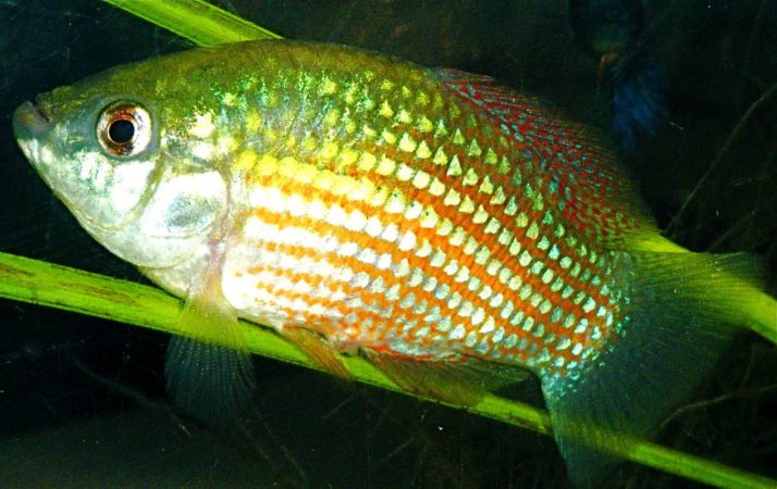 Top 7 Useful Information About American Flagfish Killifish